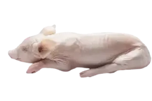 Cochinillo segoviano medios/enteros PVP según mercado